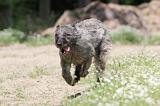 BOUVIER DES ARDENNES 022